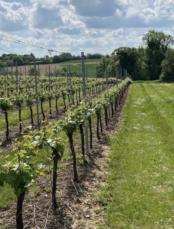 Vineyard Tour and Tasting Sunday 31st August - 2pm